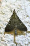 Dolicharthria punctalis