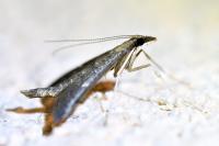 Dolicharthria punctalis