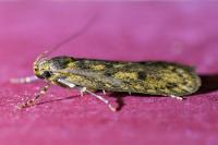 Hofmannophila pseudospretella