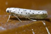 Yponomeuta irrorella