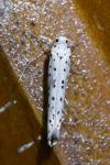 Yponomeuta irrorella