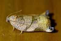 Archips podana