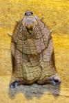 Archips podana