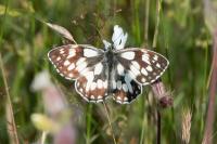 Melanargia galathea