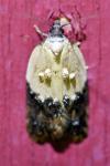 Acleris variegana