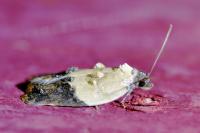Acleris variegana