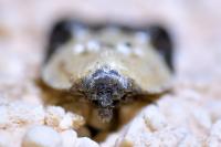 Acleris variegana