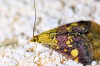Pyrausta aurata