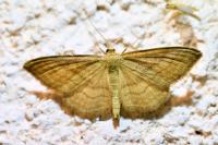 Idaea ochrata