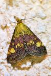 Pyrausta aurata