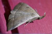 Polypogon plumigeralis