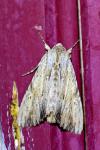 Apamea lithoxylaea