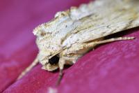 Apamea lithoxylaea