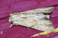 Apamea lithoxylaea