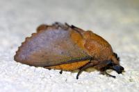 Gastropacha quercifolia