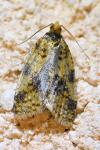 Epagoge grotiana