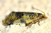 Epagoge grotiana