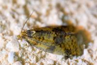 Epagoge grotiana