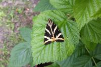 Euplagia quadripunctaria