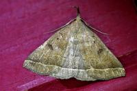 Polypogon plumigeralis