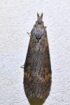 Lamoria anella