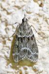 Scoparia pyralella