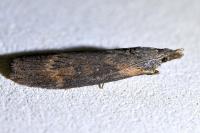Lamoria anella