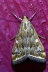Loxostege sticticalis