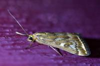 Loxostege sticticalis