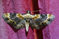 Eupithecia linariata