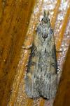 Lamoria anella