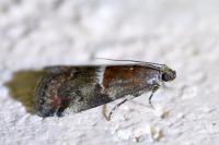 Acrobasis marmorea