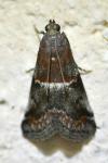 Acrobasis marmorea