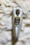 Cilix glaucata