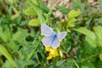 Polyommatus icarus
