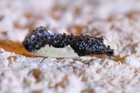 Monopis monachella
