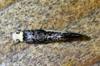 Monopis monachella