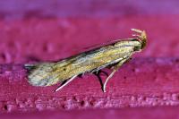 Metzneria metzneriella