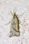 Synaphe punctalis