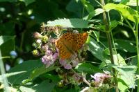 Argynnis paphia