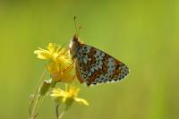 Melitaea cinxia
