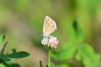 Aricia agestis