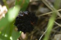 Melitaea cinxia
