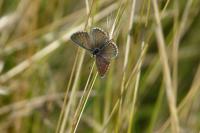 Aricia agestis
