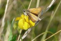 Thymelicus sylvestris