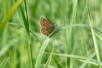Aricia agestis