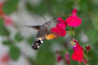 Macroglossum stellatarum