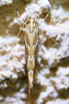 Pyroderces argyrogrammos