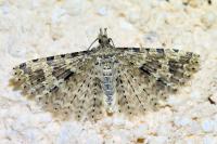 Alucita hexadactyla