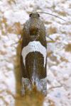 Epiblema foenella